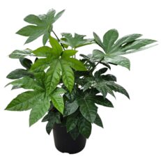 Pianta di Fatsia Japonica Vaso 24