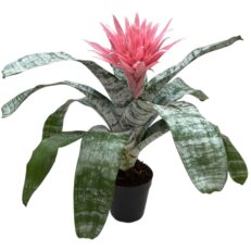 Pianta di Aechmea Fasciata
