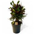 Codiaeum - CROTON Vaso 24 "Mannii"