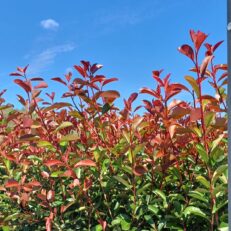 Pianta Cespuglio da Siepe di Photinia Red Robin Vaso 19