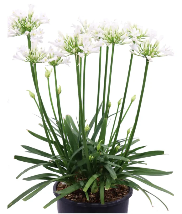 Pianta Cespuglio di Agapanthus Africanus WHITE vaso 24