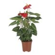 Pianta di Anthurium Vaso 17