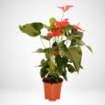 Pianta di Anthurium vaso 14