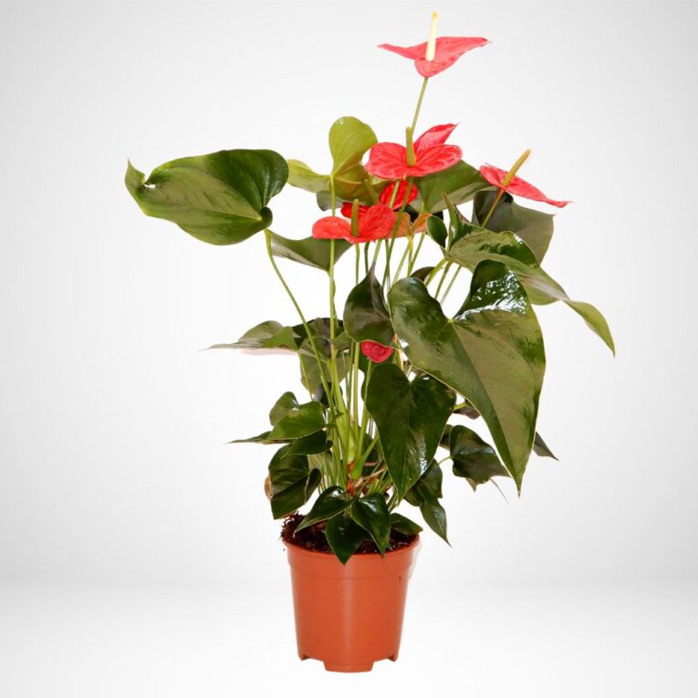 Pianta di Anthurium vaso 14