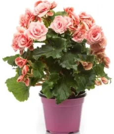 Pianta di Begonia Elatior vaso 14