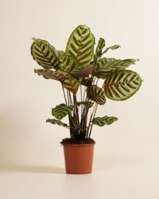 Pianta di Calatea Vaso 18