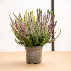 Pianta di Calluna Vulgaris Vaso 11