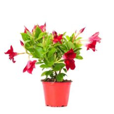 Pianta di Dipladenia Sundevillea vaso 14