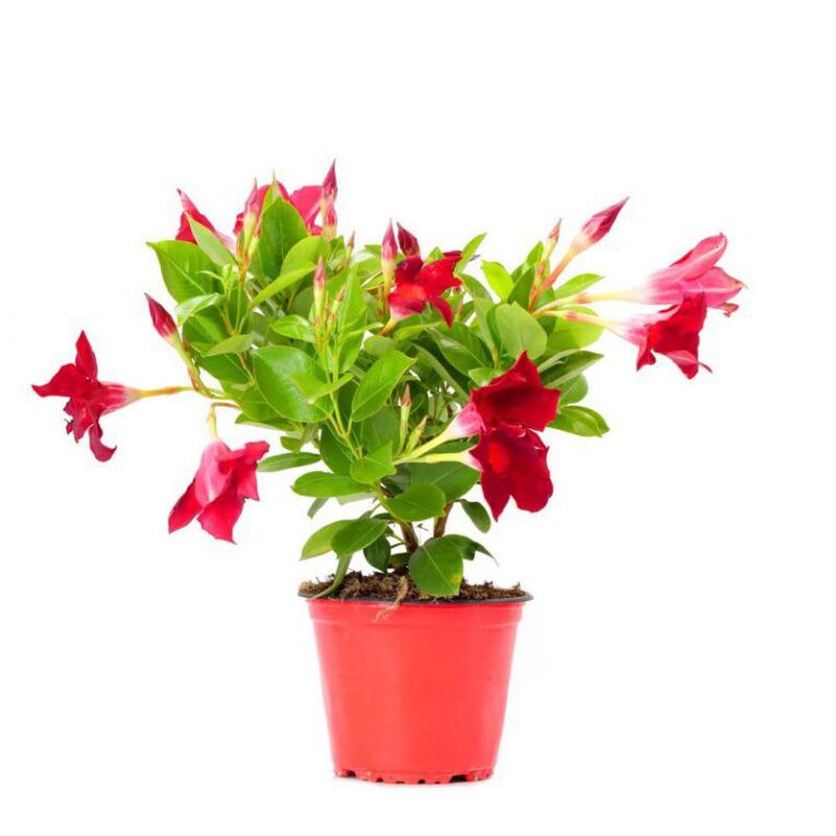 Pianta di Dipladenia Sundevillea vaso 14