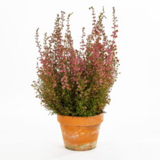 Pianta di Erica Gracilis vaso 12