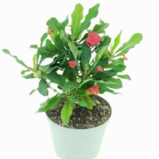 Pianta di Euphorbia Millii vaso 14