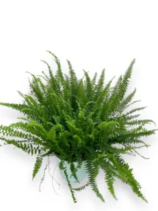 Pianta di Felce Vaso 18