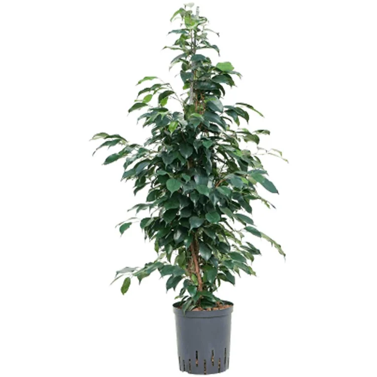 Pianta di Ficus Danielle vaso 18