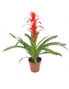 Pianta di Guzmania Vaso 13