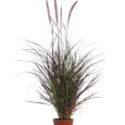 Pianta di Pennisetum Rubrum Vaso 17