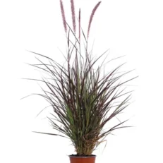 Pianta di Pennisetum Rubrum Vaso 17