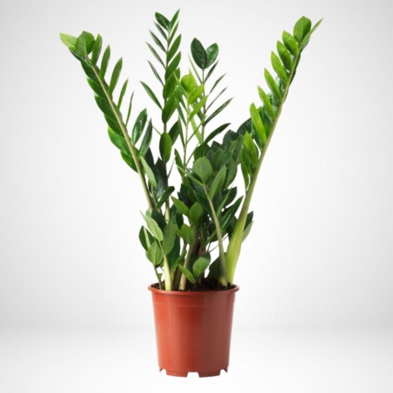 Pianta di Zamioculcas Vaso 17