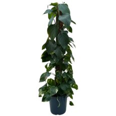Pothos Scindapsus Bastone Vaso 24
