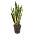 Sansevieria trifasciata vaso 17