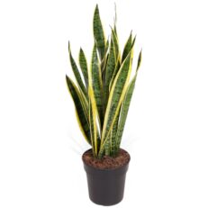 Sansevieria trifasciata vaso 17