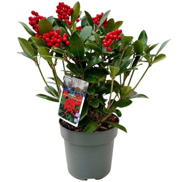 Skimmia_Japonica_vaso_24