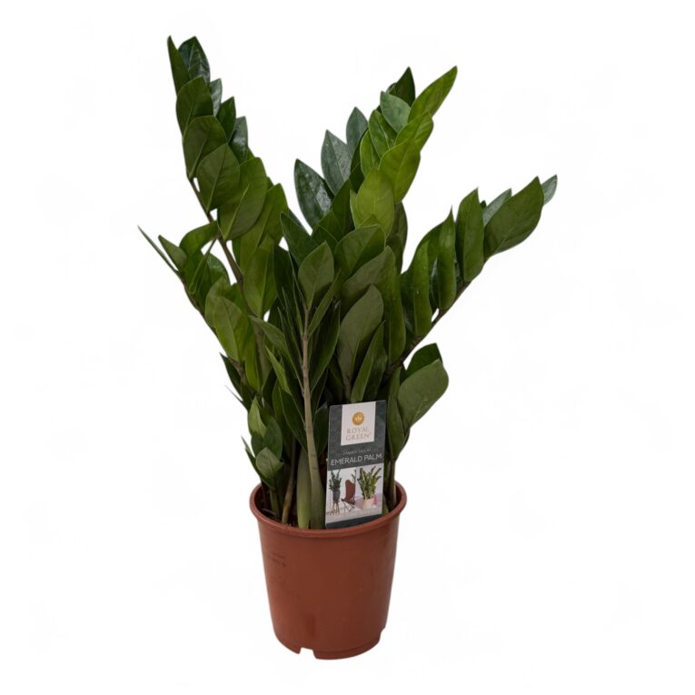 Zamioculcas_vaso_14