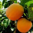 Albero da Frutto di Kaki Mela Vaso 20