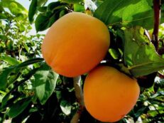 Albero da Frutto di Kaki Mela Vaso 20