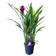 Pianta di Curcuma Alismatifolia vaso 19