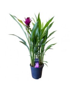 Pianta di Curcuma Alismatifolia vaso 19