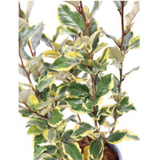 Pianta Cespuglio di Eleagnus Ebbingei Foglia Variegata Giallo Verde vaso 19