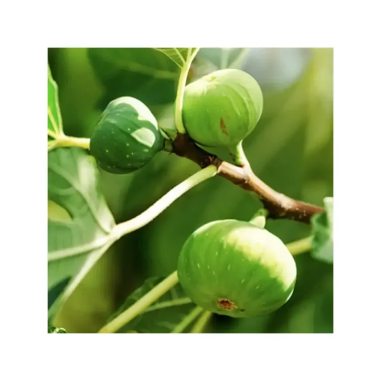 fico-brogiotto-bianco-ficus-carica