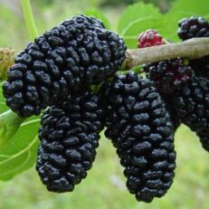 Albero da Frutto di Gelso Nero Vaso 20