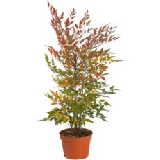 Pianta Cespuglio di Nandina Domestica Vaso 19