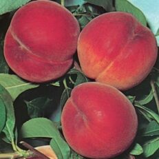 Albero da Frutto di Pesco Varietà Red Cal Vaso 20