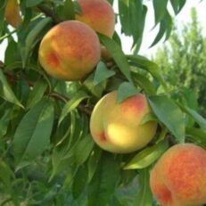 Albero da Frutto di Percoco Varietà Baby Gold 5 Vaso 20