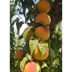 Albero da Frutto di Percoco Varietà Baby Gold 9 Vaso 20