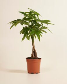 Pianta da Interno Pachira Acquatica Vaso 12