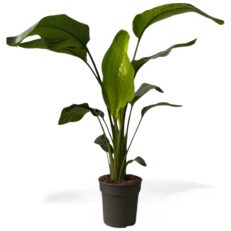 Strelitzia nicolai Vaso 24