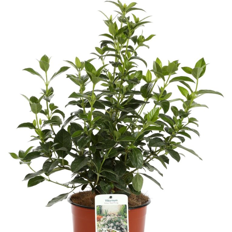 viburnum-tinus-eve-produzione-001281