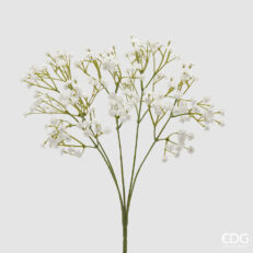 Gypsophila Cespuglio X5 H.40 C4