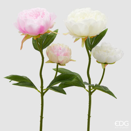 Peonia Ramo X2 Con Foglie 2 Ass. H.55 C5
