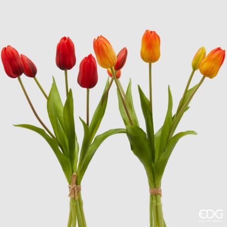 Tulipano Olis EDG 5 Steli 2 colori disponibili H40