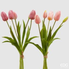 Tulipano Olis EDG 5 Steli 2 colori disponibili H40