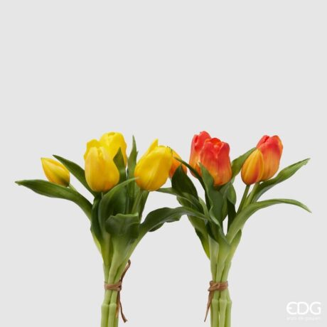Tulipano Olis Mz EDG 2 colori disponibili H28