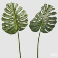 Monstera Foglia 2 Ass. H.100 C4