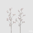 Rosa Canina Innevato Ramo 2 Ass. H.115 C5